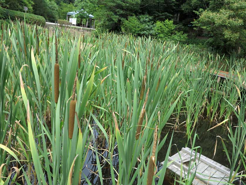 Nagoya Botanical Garden, Higashiyama Koen, Chikusa-ku