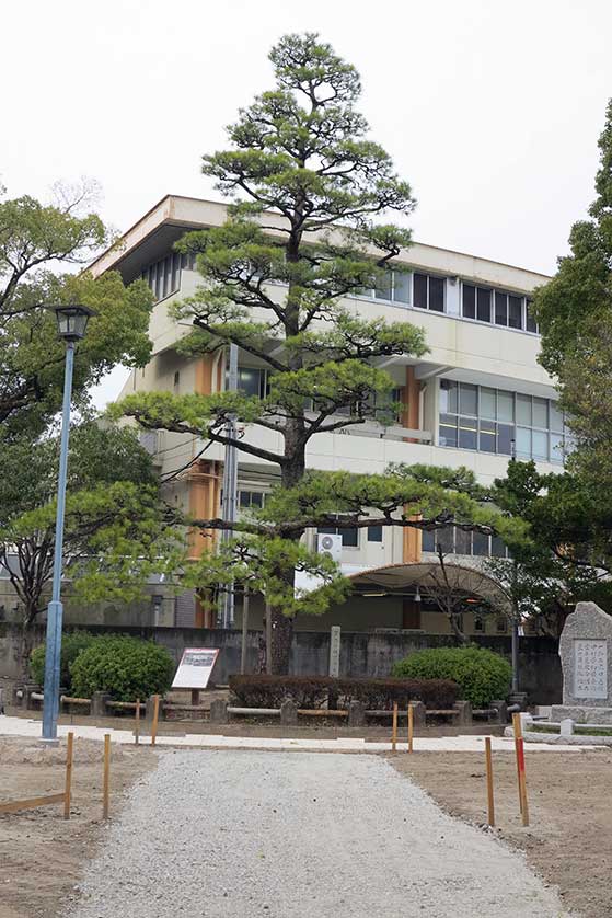 Pine, Nakamura Koen, Nagoya.