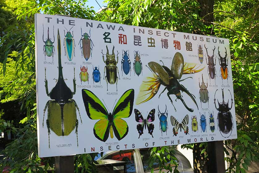 Nawa Insect Museum, Gifu, Japan.