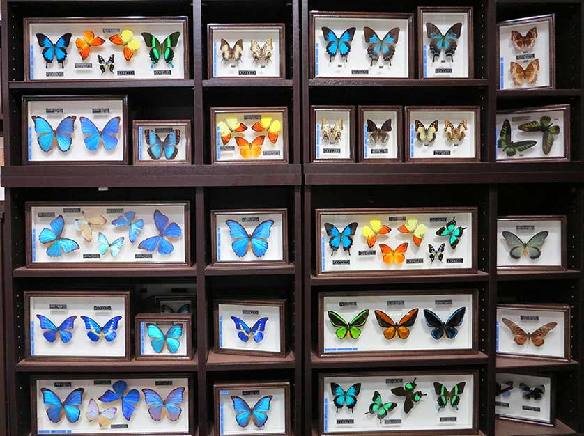 Nawa Insect Museum, Gifu, Japan.