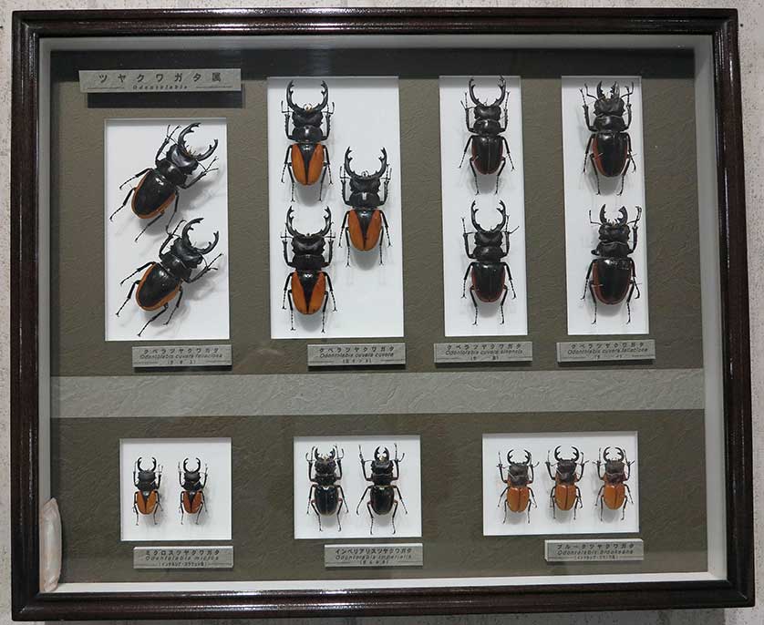 Nawa Insect Museum, Gifu, Japan.