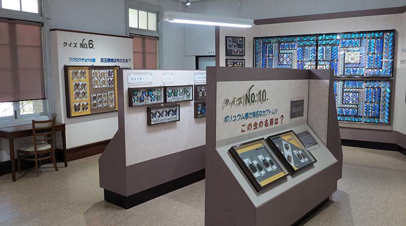 Nawa Insect Museum, Gifu, Japan.