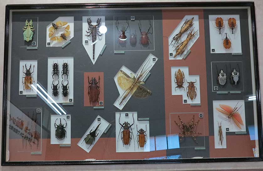 Nawa Insect Museum, Gifu, Japan.