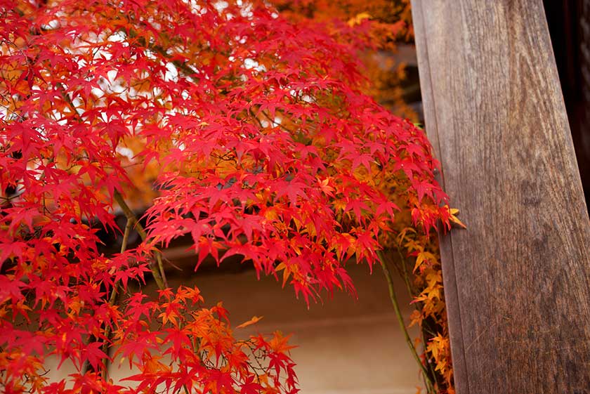 Nisonin Temple, Arashiyma, Kyoto.