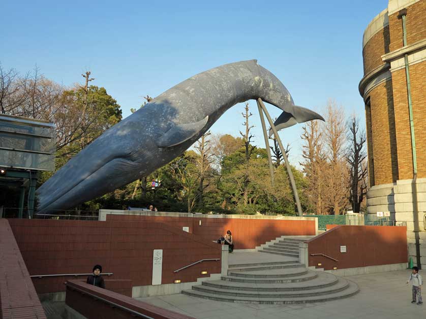 National Museum of Nature and Science, Ueno, Tokyo.