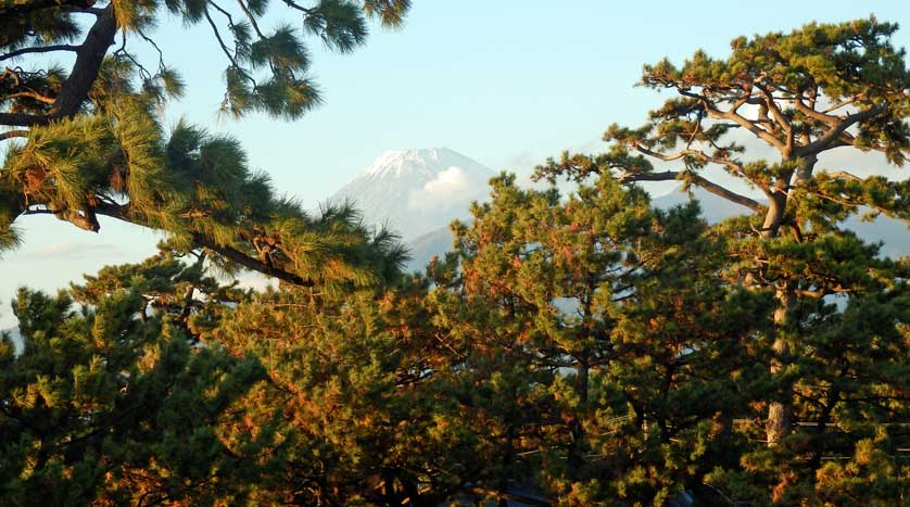 Mount Fuji seen behind the pine trees of the Senbon Matsubara, Numazu.