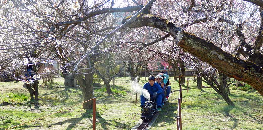 Ogose Plum Blossoms, Chichibu, Saitama.