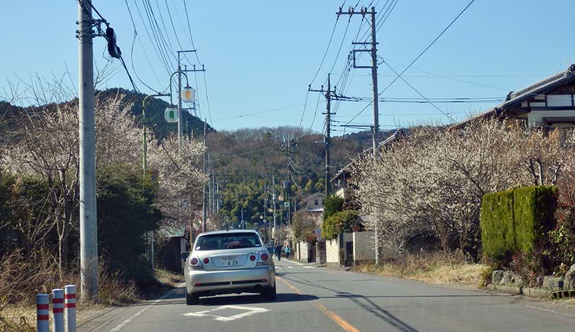 Ogose Plum Blossoms, Chichibu, Saitama.