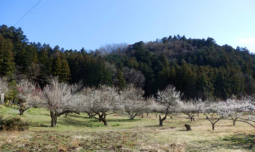 Roadside ume plum trees, Ogose, Saitama Prefecture.