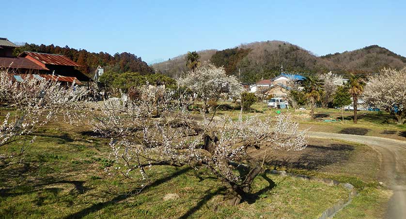 Roadside ume plum trees, Ogose, Saitama Prefecture.
