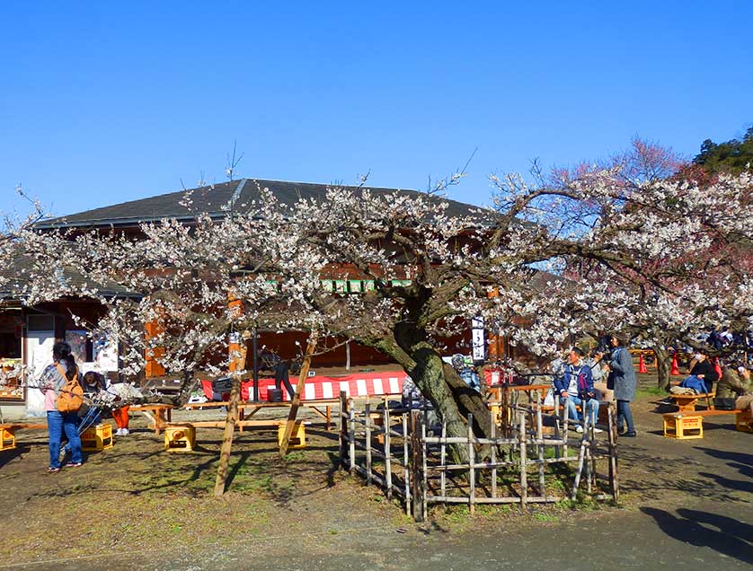 Ancient ume plum tree in front of the festival stage, Bairin Park, Ogose Town, Saitama Prefecture, Japan.