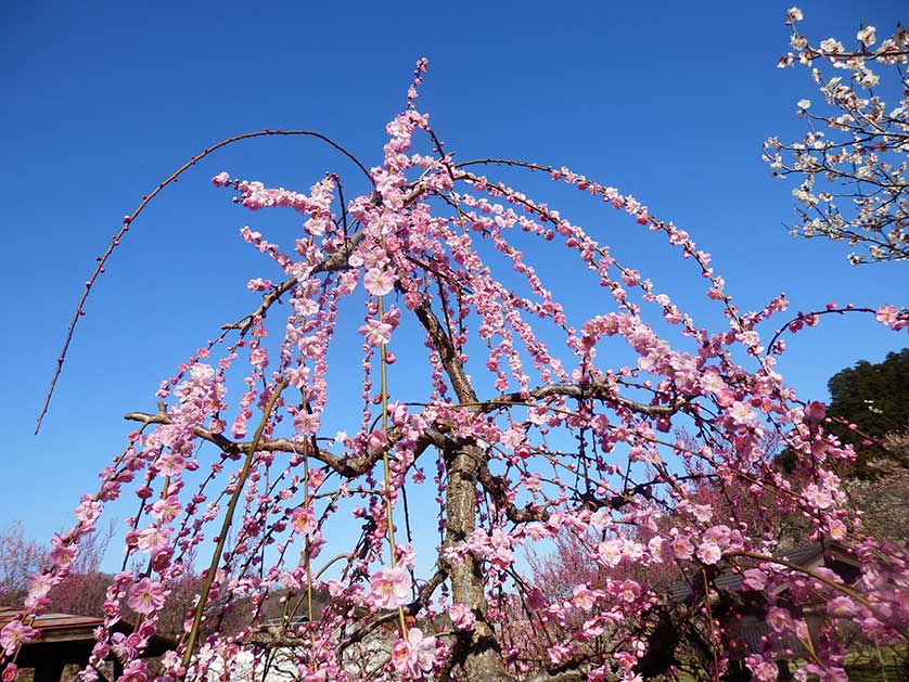 Roadside ume plum trees, Ogose, Saitama Prefecture.