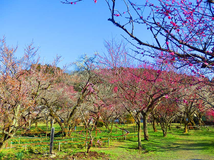 Blooming ume plum trees, Bairin Park, Ogose, Saitama Prefecture.