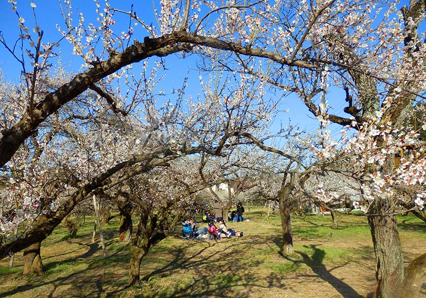 People relaxing under the blooming ume plum trees, Bairin Park, Ogose, Saitama Prefecture.