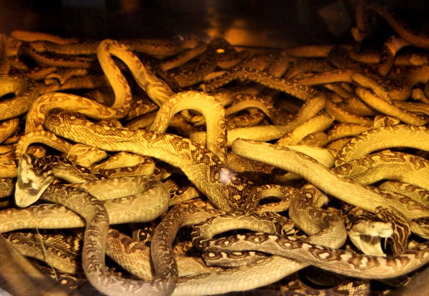 Habu snakes, Okinawa, Japan.