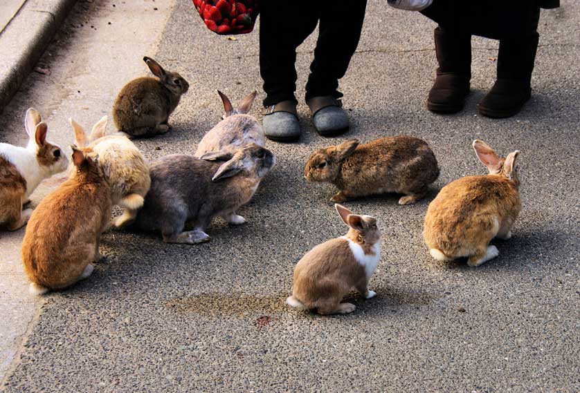 Okunoshima cute rabbits.