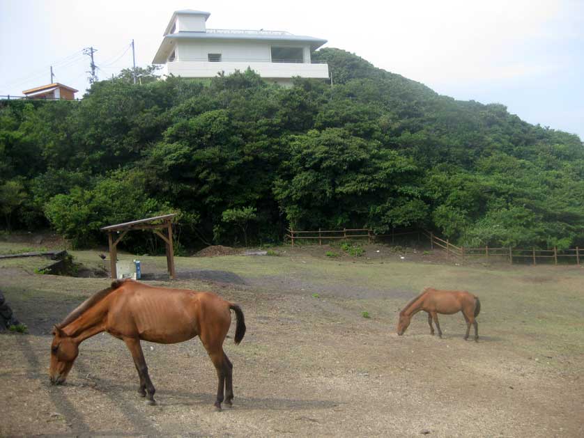 Horses, Izu-Oshima, Tokyo.