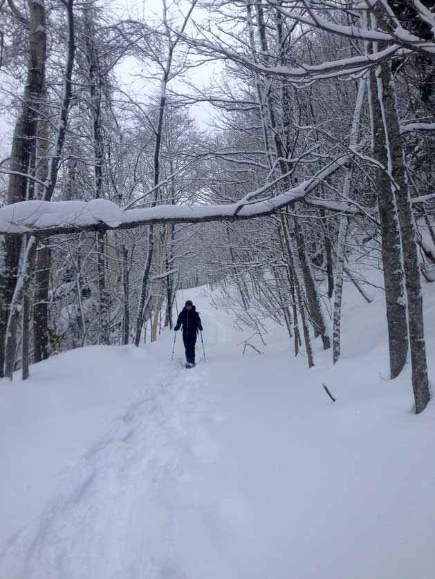 Nyoro Nyoro White Forest, Hokkaido, Japan