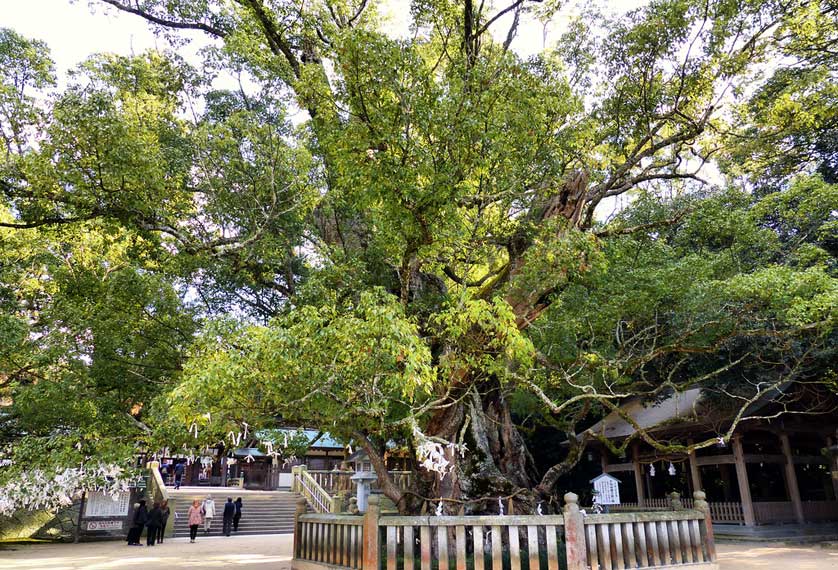 3,000 year old Camphor tree at Oyamazumi Shrine.