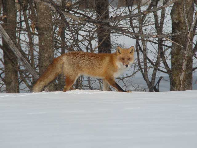 Red Fox.