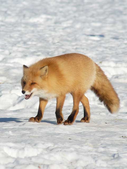 Red Fox in winter.