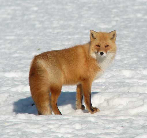 Red Fox.