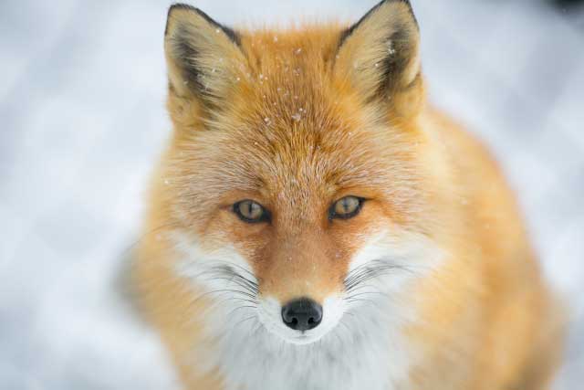 Red Fox in winter.