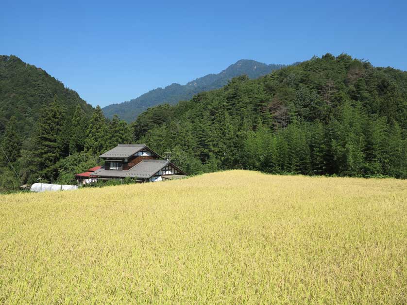 Mountain rice paddies in the Kiso Valley, Gifu Prefecture, Japan.