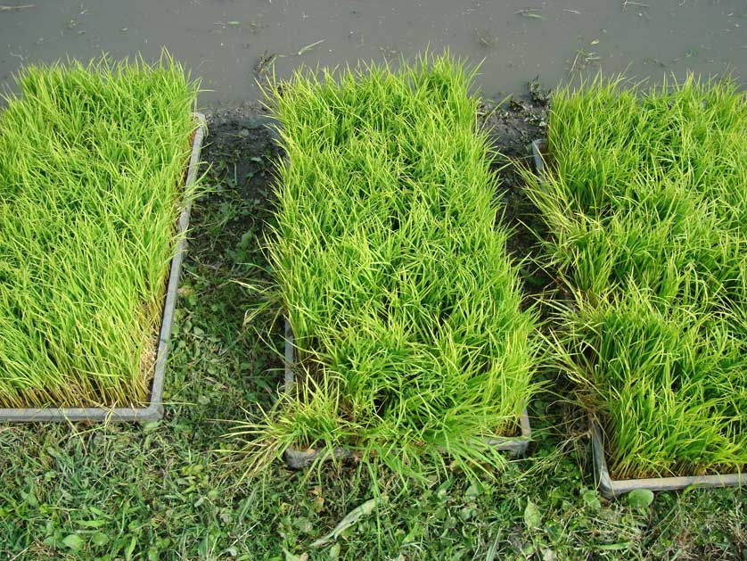 Young rice seedlings waiting to be transplanted by machine, Japan.