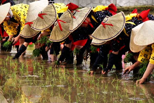 Rice planting in Shimane