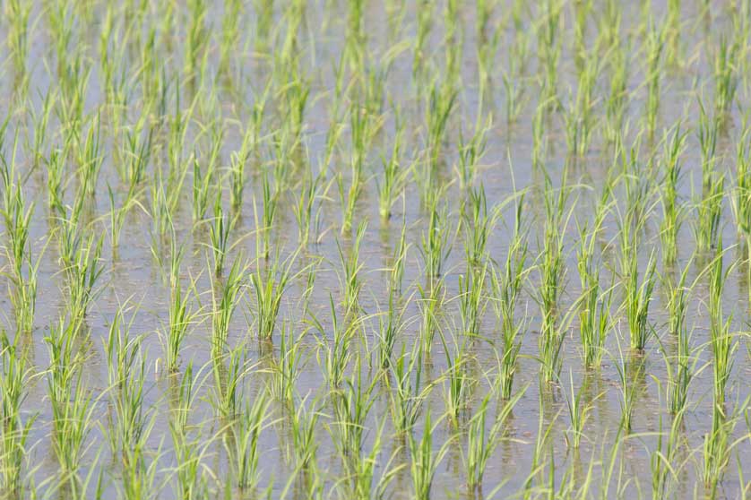 Rice field in Japan.