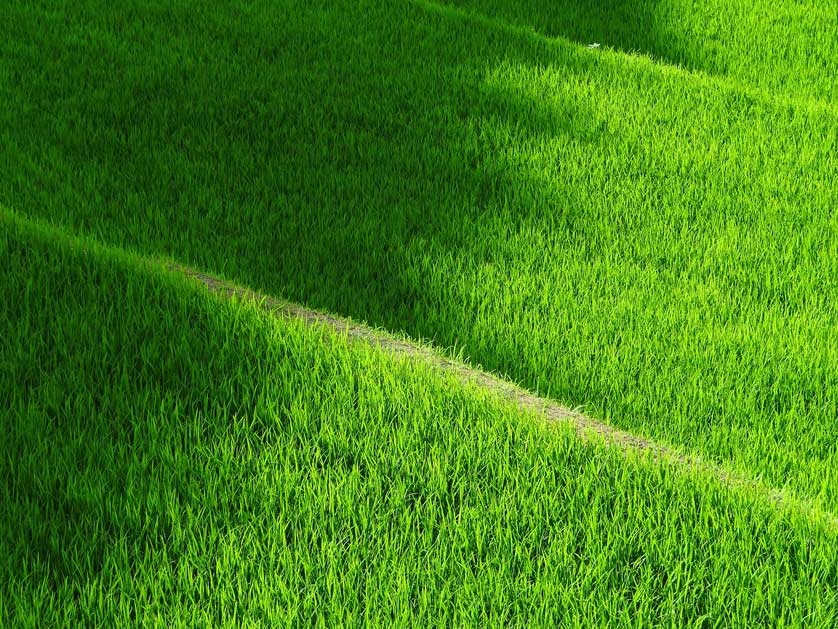 Rice field in Japan.