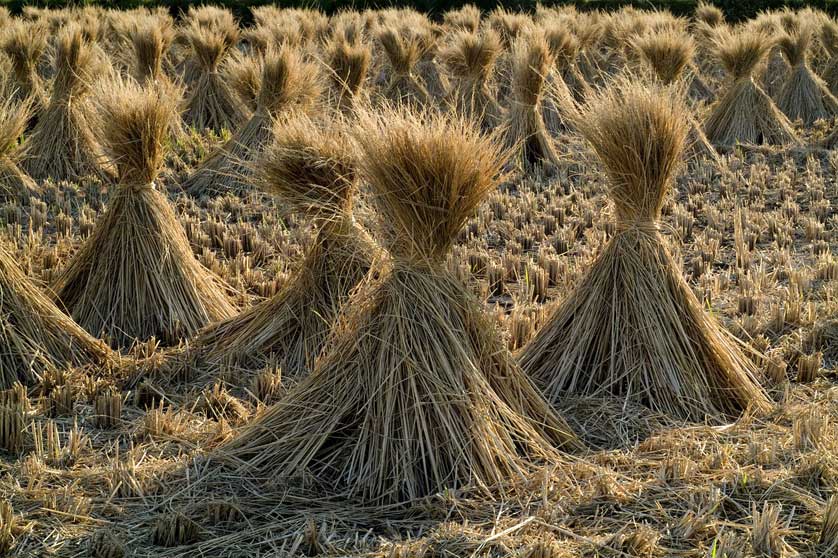 Harvested Rice.