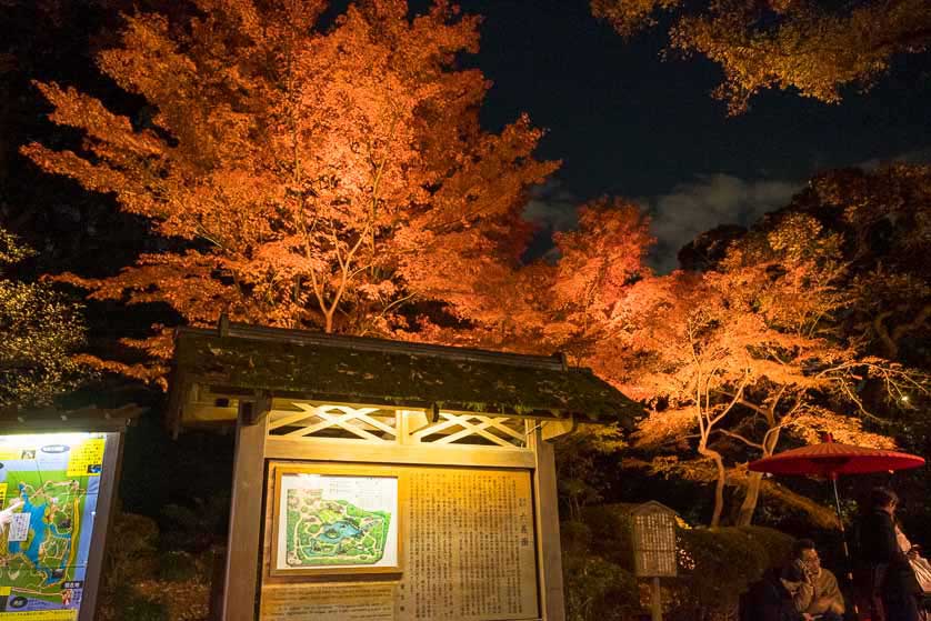 The garden illuminated at night.