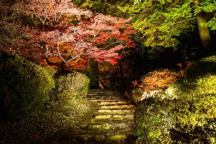 The garden illuminated at night.