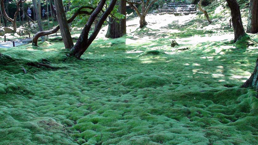 Saihoji Moss, Kyoto