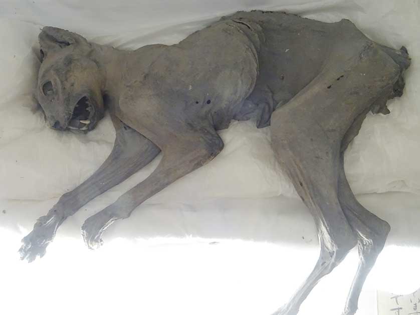 Mummified Cat, Saishoji Temple, Niigata Prefecture.