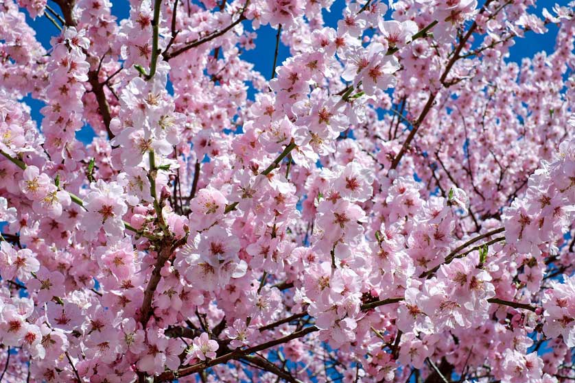 Philosophers Walk is a favorite spot for cherry blossom viewing in Kyoto.