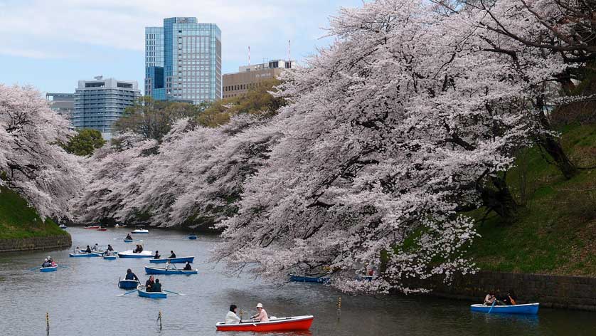 Cherry blossom and Roppongi Hills, Tokyo.
