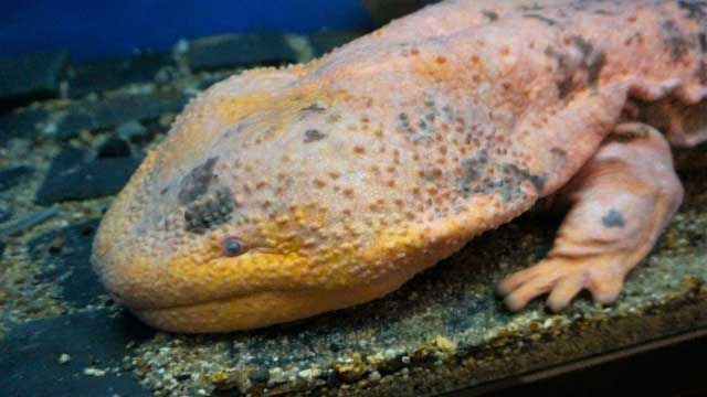 Japanese Giant Salamander.