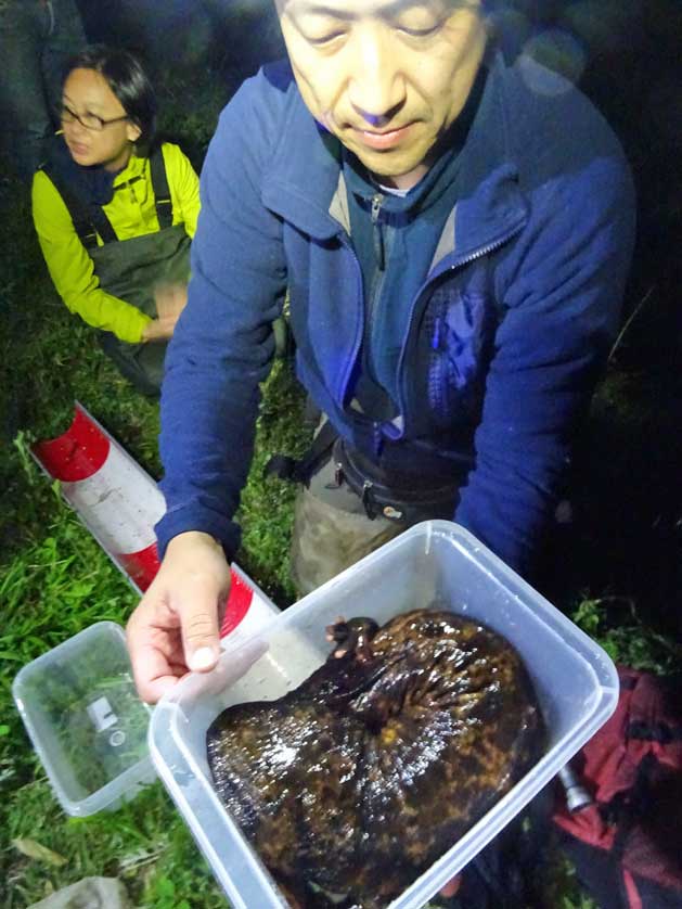 Giant salamanders, Tottori Prefecture.