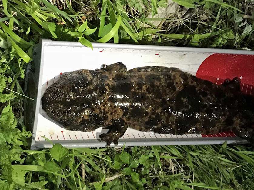 Giant salamanders, Tottori Prefecture.