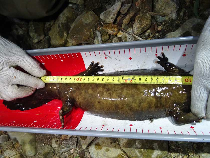 Giant salamanders, Tottori Prefecture.