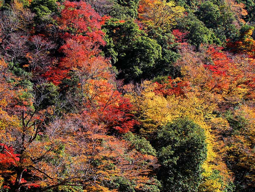 Sandankyo Gorge in Hiroshima Prefecture with fall colors.