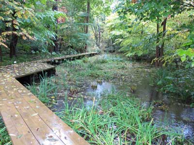 Hokkaido University Botanical Gardens wetland area.