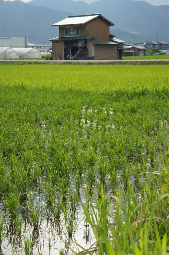 Hida Satoyama Cycling, Hida-Furukawa, Gifu Prefecture.