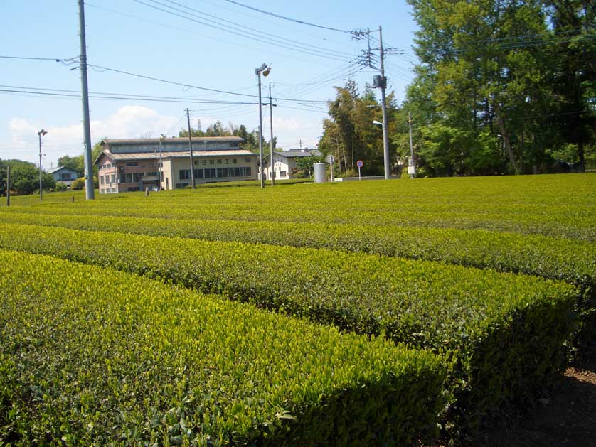 Sayama Tea Tempura, Tokorozawa, Saitama, Japan