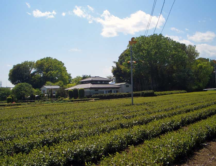 Sayama Tea Tempura, Tokorozawa, Saitama, Japan