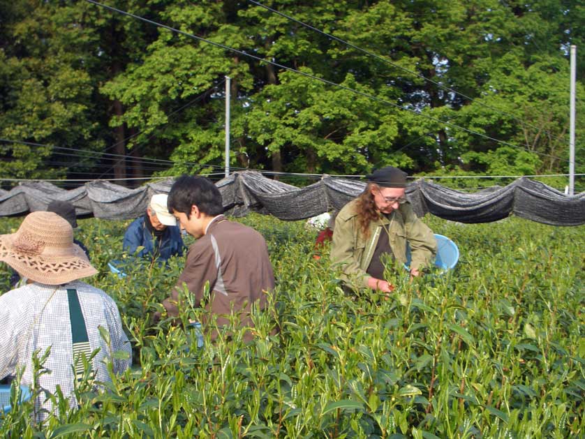 Sayama Tea harvest