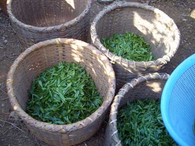 Sayama Tea, Tokorozawa, Japan